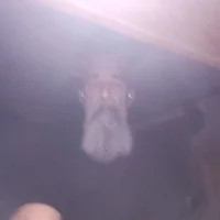 shouldbeinit 头像图片