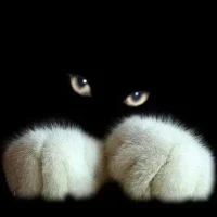 dlschgo Gambar Avatar