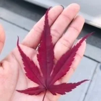 tamaraflacan Profiilikuva