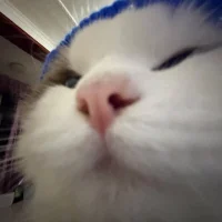 Wann_OvO_'s Avatar Pic