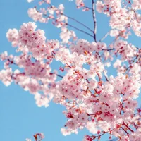 Kawaiii_Sakura's Profile Pic