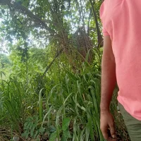 MACpk3397: εικόνα άβαταρ