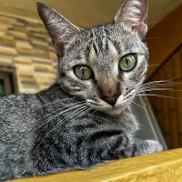 iLxgendVickyn Avatar kuva