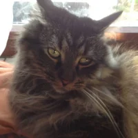 Awatar – LovelyYoung