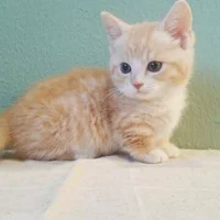 Ebiten92: εικόνα άβαταρ