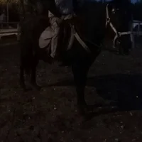 Pasq40n Profiilikuva