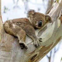 Russ___'s Avatar Pic