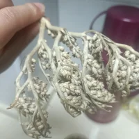 HairySunstone webcam