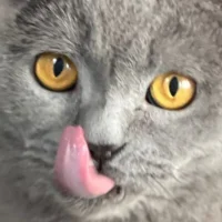 Awatar – T3ddyBear