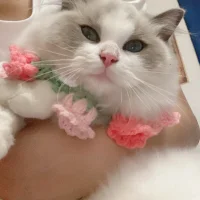 Abb-qiaoyi Immagine Avatar