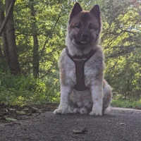 Ảnh Đại Diện Chestermoon