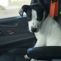 blackoutlaw Poză avatar