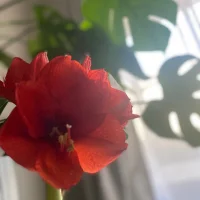 Avatar obrázek LilMissGhost