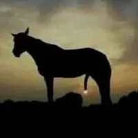 Donkey_Hung Avatar-Bild