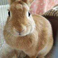 DaiDaikichi-77 頭像圖片