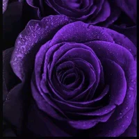 صورة أفاتار SaintJames365