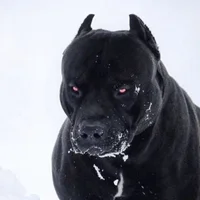 DerValleBote avatarbilde