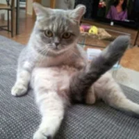 Avatar obrázek PatheticDane