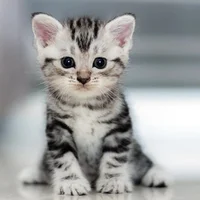 dobrohoranku's Avatar Pic