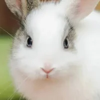 LeaflikePliancy Gambar Avatar