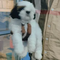 sugerpie's Profile Pic