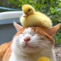 FumbDucker 头像图片