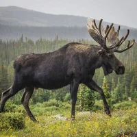 Moosecock64 Avatarfoto
