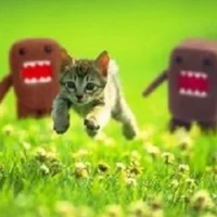 Foto do avatar de charliekillskittens