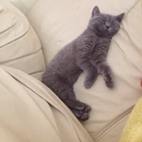 MrKiwi: εικόνα άβαταρ