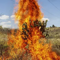 Foto do avatar de THABUSHOFFLAME