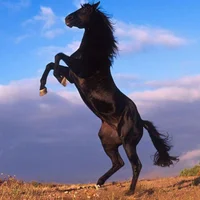 EgyptianHorse avatar