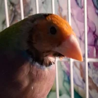 Adamants-in-her-pants – avatarbillede