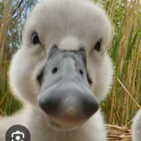 Foto del avatar de Foxglove3