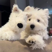 jiangjiangjiu_ avatarképe