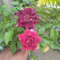 bkumar234's Profile Pic