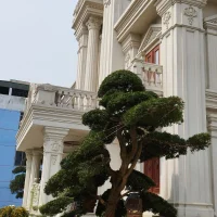 idocudai 头像图片