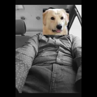 perropoderoso's Profile Pic