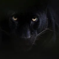 Gambar Avatar nexus_white_999