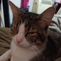 รูปอวาตาร์ของ --AmEriCaN-PsYcHo--