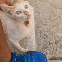 Moroccan-dalia Φωτ, Προφίλ