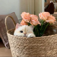 qiqi0623 头像图片