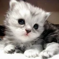 baboo7706 Avatar-Bild