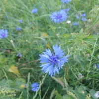 Awatar – Lou666Cifer