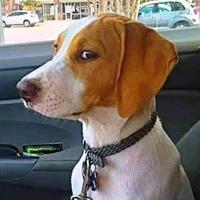 Авата р bigman71