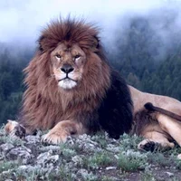 Wild_Moroccan - Profil Fotoğrafı