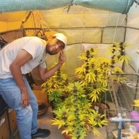 PiningManioc's Profile Pic