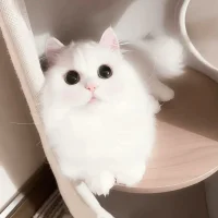 JINZI999 Avatarfoto