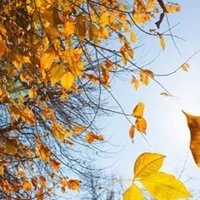 Foto del avatar de YiluoLight