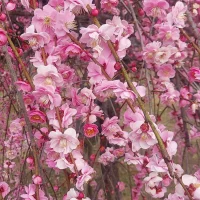 รูปอวาตาร์ของ Hiro0344