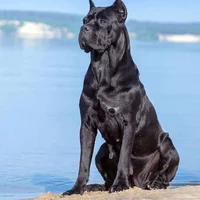 cuir67 Gambar Avatar